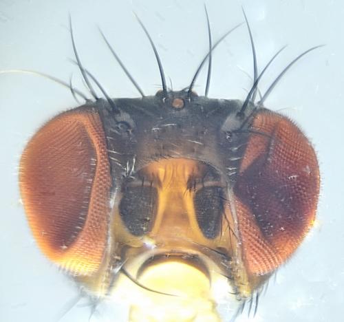Drosophila sp.